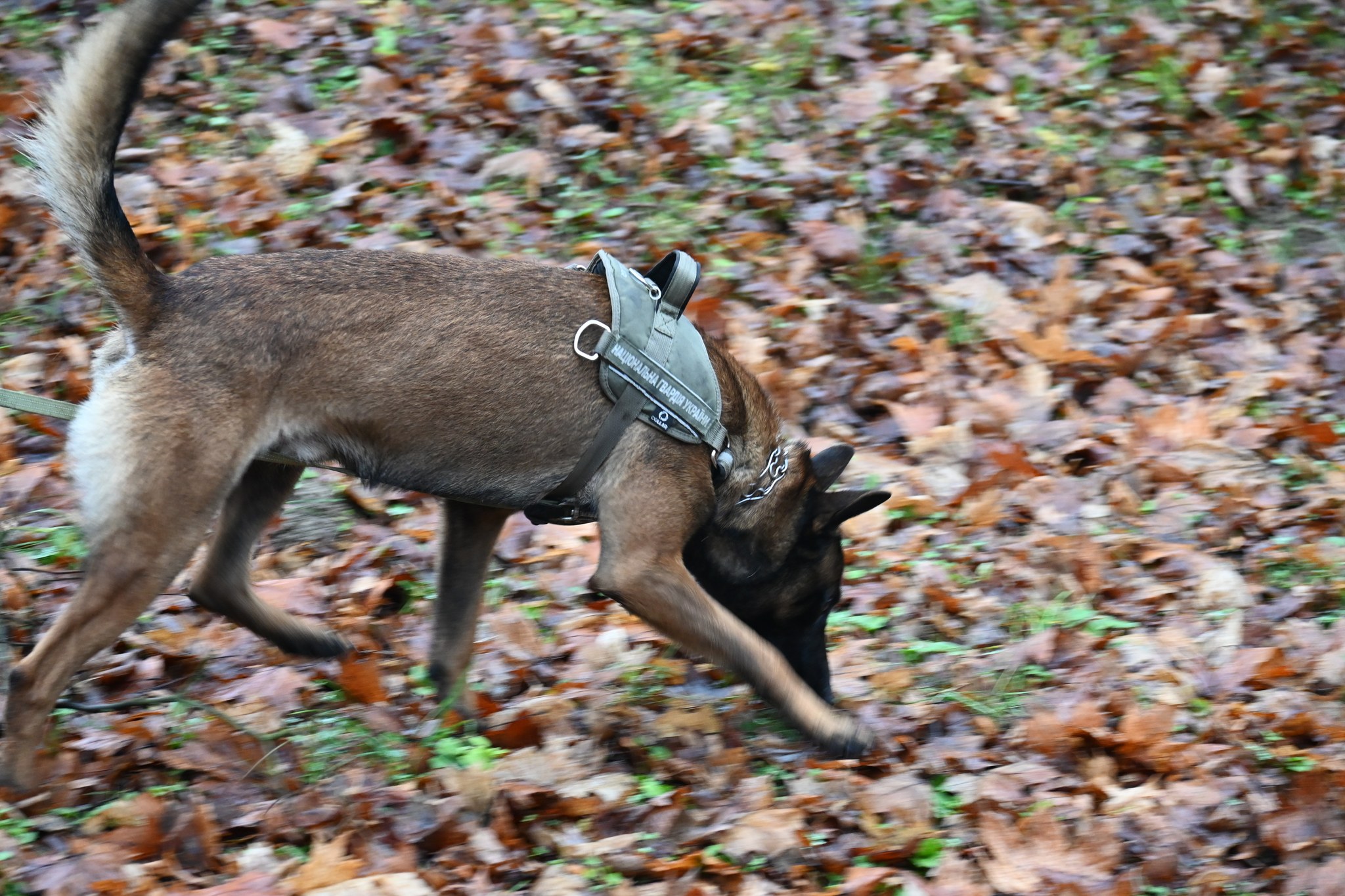 597381437_1389366326534057_6718958754745160749_n