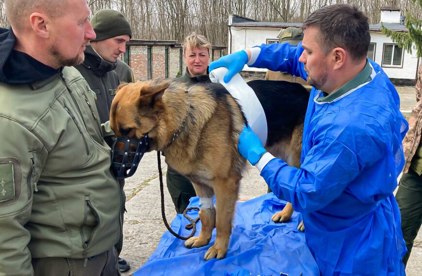 🐕🩺 Практичний тренінг з домедичної допомоги службовим собакам&hellip;